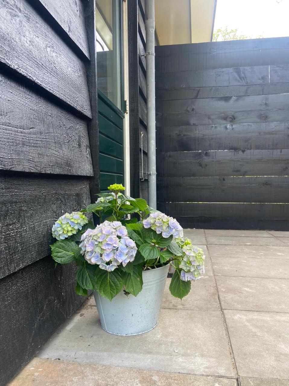 Ecolodges De Dreef Guesthouse Renesse Dış mekan fotoğraf